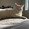 animal, bed, cat, cozy, domestic_animal, ear, feline, fur, house, indoor, paw, pet, quiet, relaxing, resting, soft, sunlight, whiskers, white_cat, window