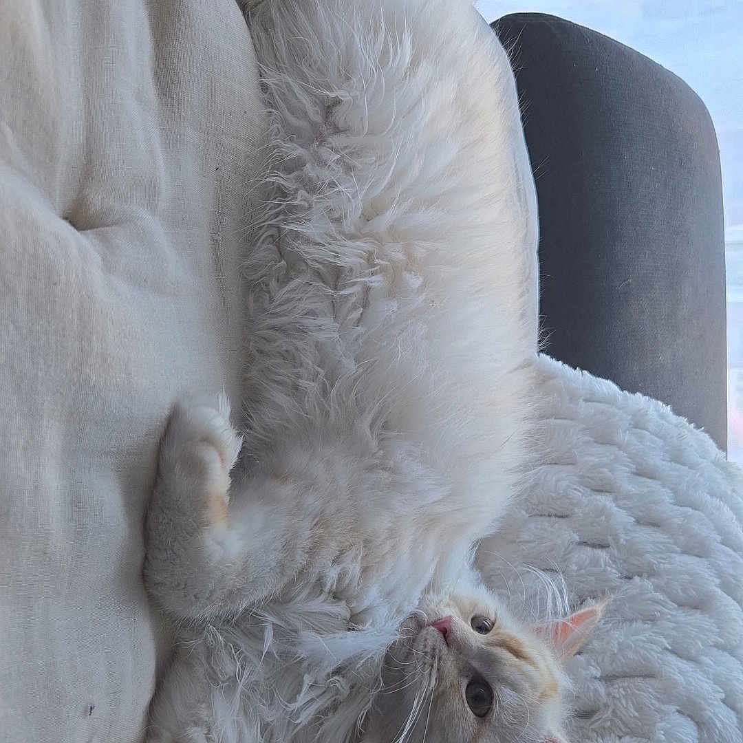 Simba a rejoint le concours — aidez-le/la à gagner de superbes lots ! angora, animal, blanket, cat, chair, computer, couch, cushion, electronics, furniture, homedecor, kitten, laptop, manx, pc, pet, phone, remotecontrol, siamese, white