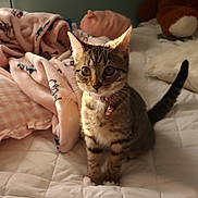Kali joined the competition — help win amazing prizes! cat, kitten, tabby, bed, blanket, pillow, collar, bell, indoor, cozy, soft, feline, pet, cute, fur, whiskers, ears, tail, sunlight, home