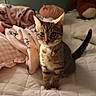 cat, kitten, tabby, bed, blanket, pillow, collar, bell, indoor, cozy, soft, feline, pet, cute, fur, whiskers, ears, tail, sunlight, home