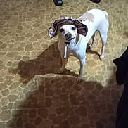 Louie is registered to the contest to win money with this photo: dog, hat, carpet, indoor, pet, small_dog, white_dog, brown_spots, office_chair, floor, furniture, patterned_carpet, animal, standing, cute, domestic_animal, canine, hat_strap, shadow, room