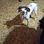 dog, hat, carpet, indoor, pet, small_dog, white_dog, brown_spots, office_chair, floor, furniture, patterned_carpet, animal, standing, cute, domestic_animal, canine, hat_strap, shadow, room