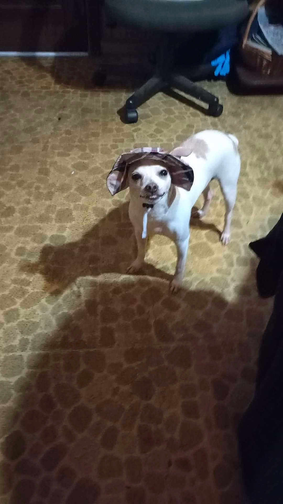 Louie
