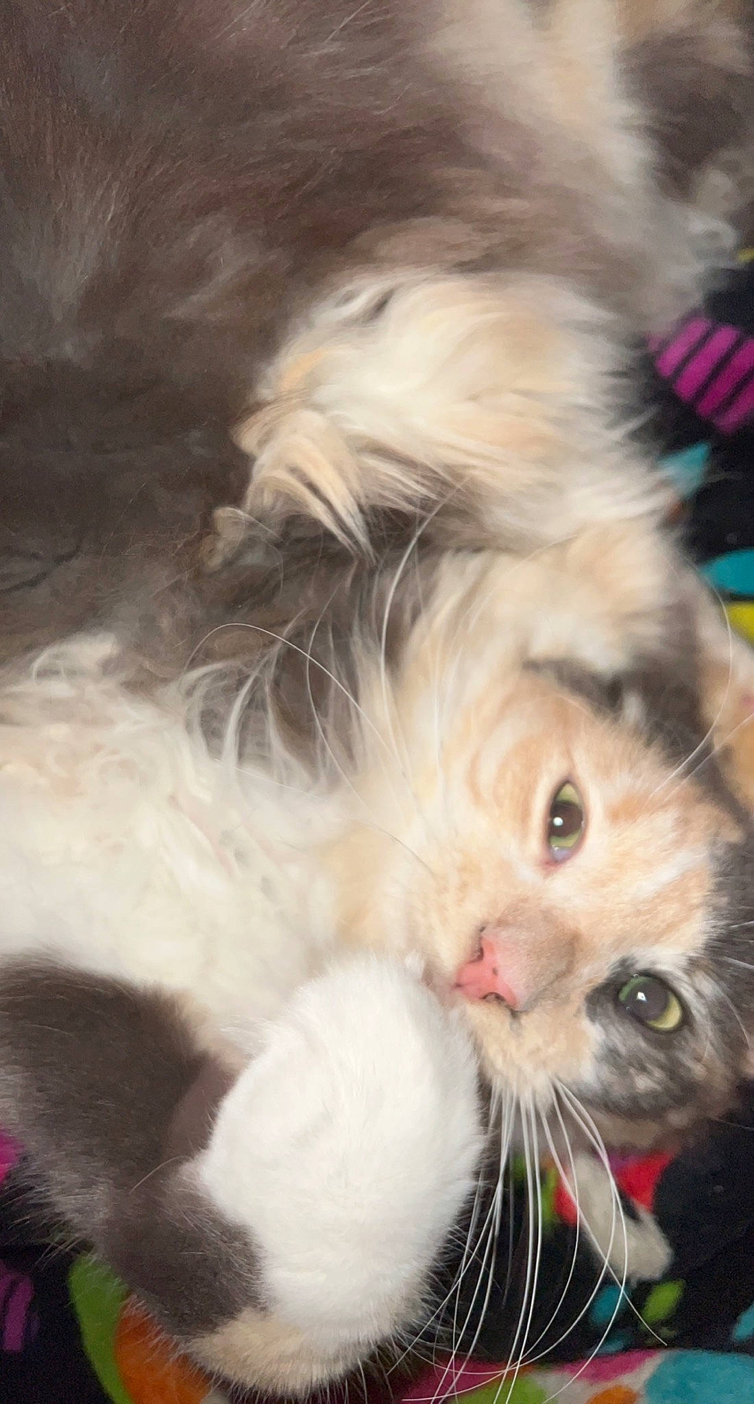 Kali is registered to the contest to win money with this photo: carnivore, cat, claw, close_up, companion_dog, dog_breed, fang, felidae, fur, gesture, holiday, paw, small_terrier, small_to_medium_sized_cats, snout, tail, terrier, toy_dog, whiskers, yawn