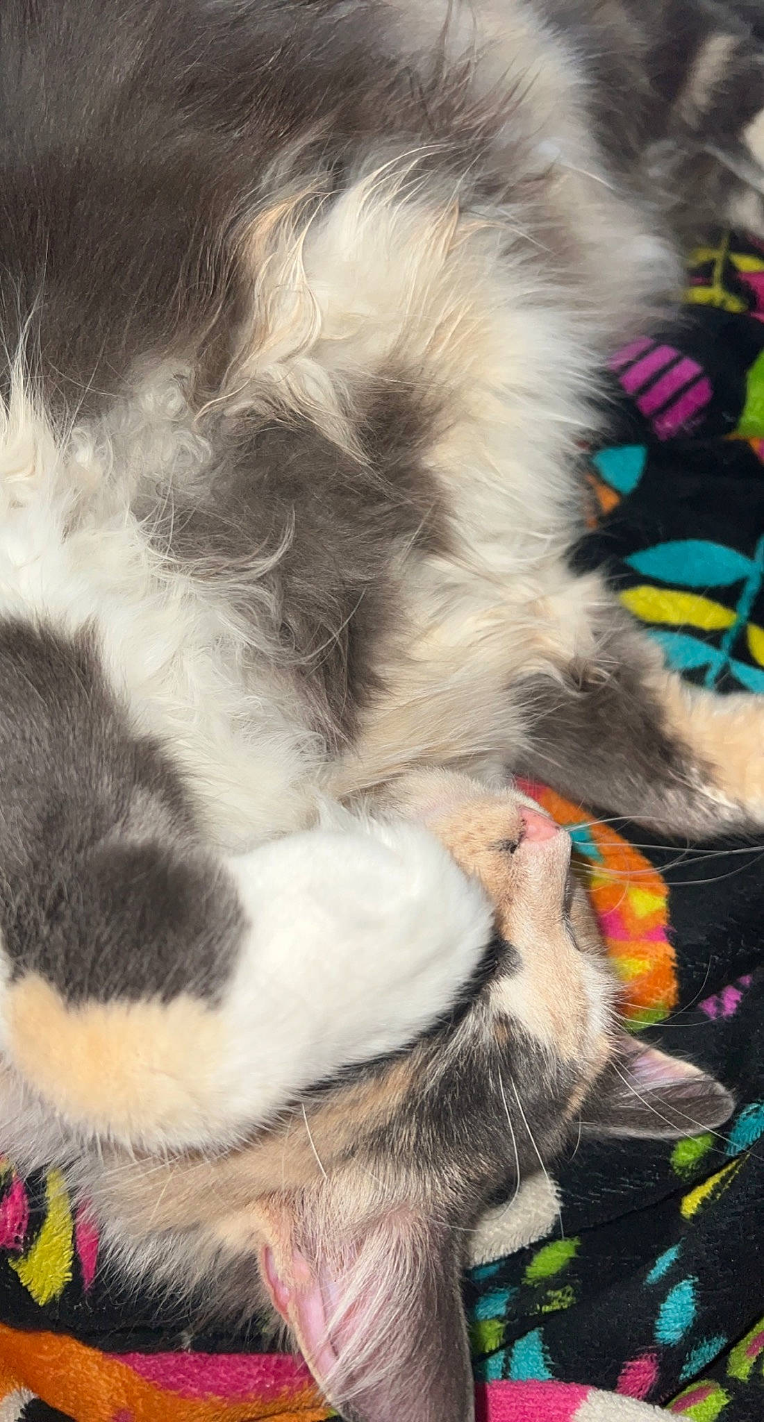 Kali is registered to the contest to win money with this photo: art, canidae, carnivore, cat, claw, companion_dog, dog_breed, event, eye, felidae, fur, paw, photography, small_to_medium_sized_cats, snout, sporting_group, tail, terrestrial_animal, whiskers, wildlife