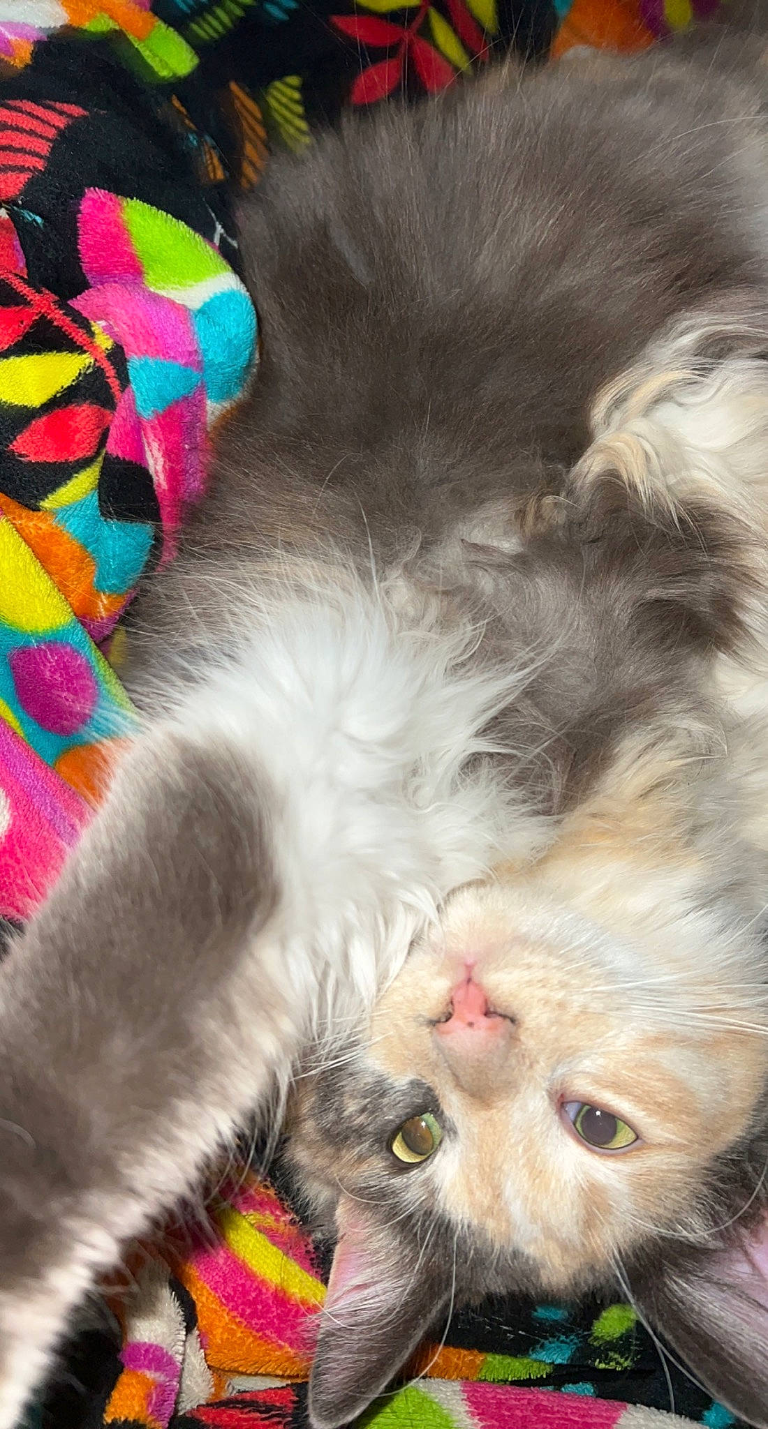 Kali is registered to the contest to win money with this photo: carnivore, cat, cat_bed, claw, comfort, domestic_short_haired_cat, fashion_accessory, fawn, felidae, foot, fur, magenta, nap, paw, sleep, small_to_medium_sized_cats, snout, tail, whiskers, yawn