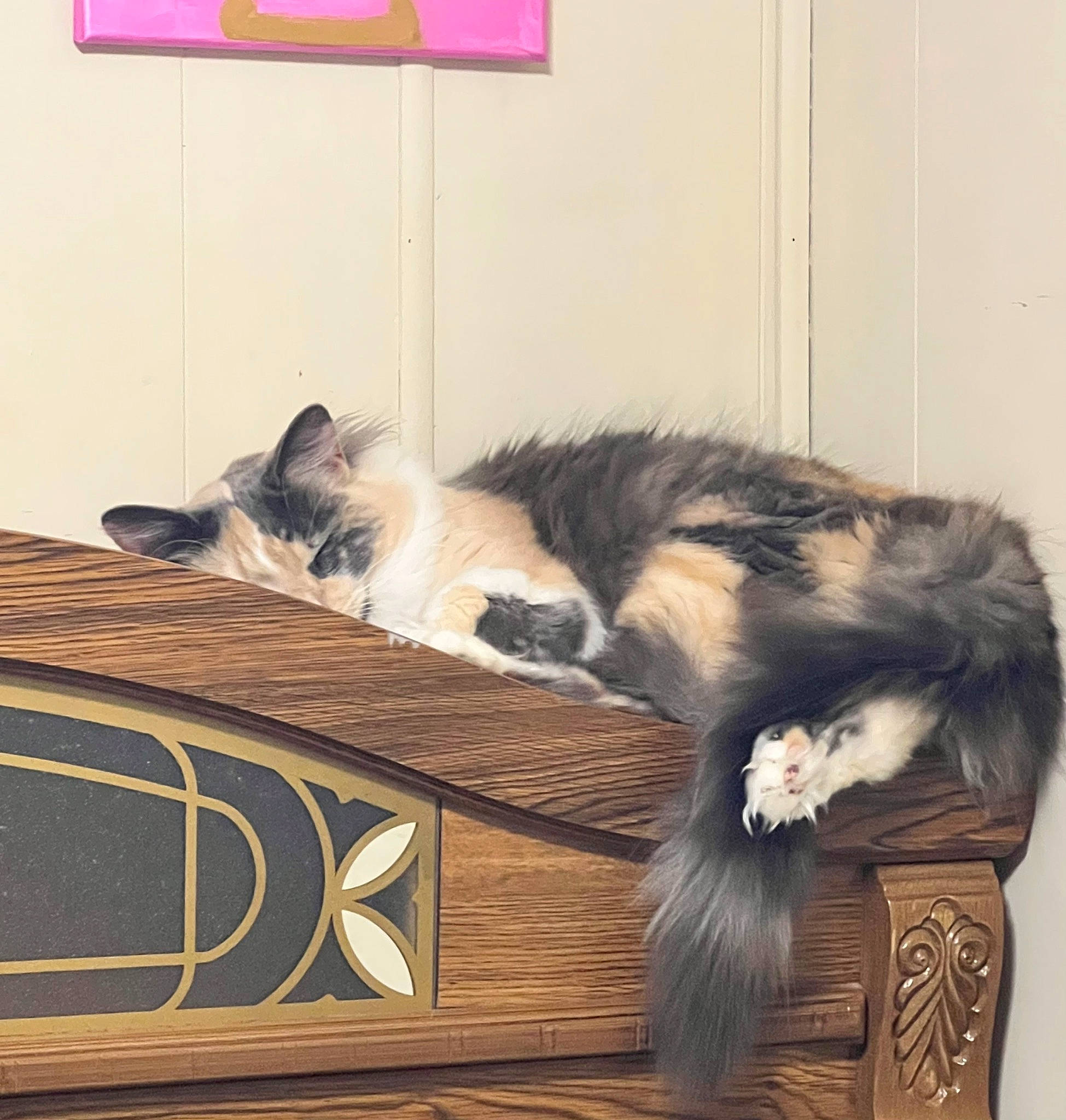 Kali is registered to the contest to win money with this photo: art, carnivore, cat, comfort, companion_dog, eye, fawn, felidae, floor, flooring, grey, mammal, small_to_medium_sized_cats, snout, table, tail, vertebrate, whiskers, window, wood
