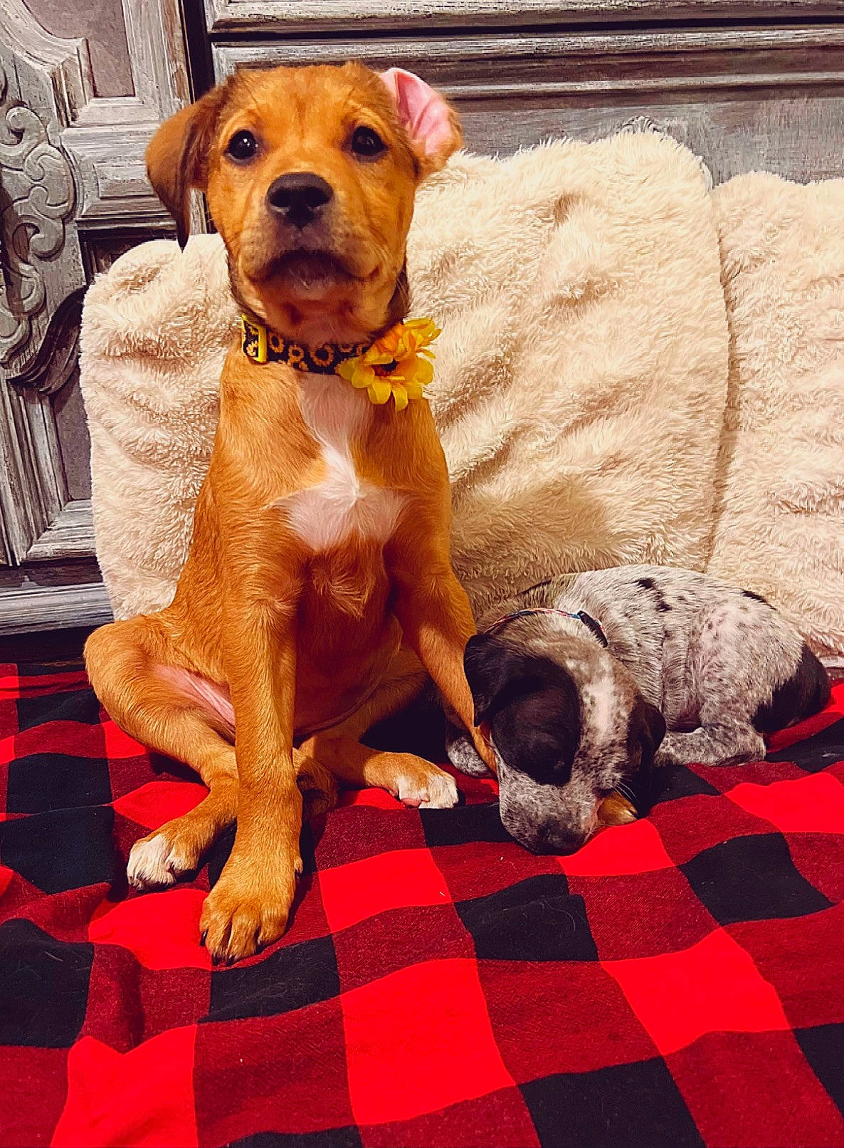 Chloe Shaya is registered to the contest to win money with this photo: canidae, carnivore, collar, comfort, companion_dog, dog, dog_breed, dog_collar, dog_supply, fawn, flooring, linens, liver, pattern, pet_supply, plaid, snout, sporting_group, tartan, working_animal