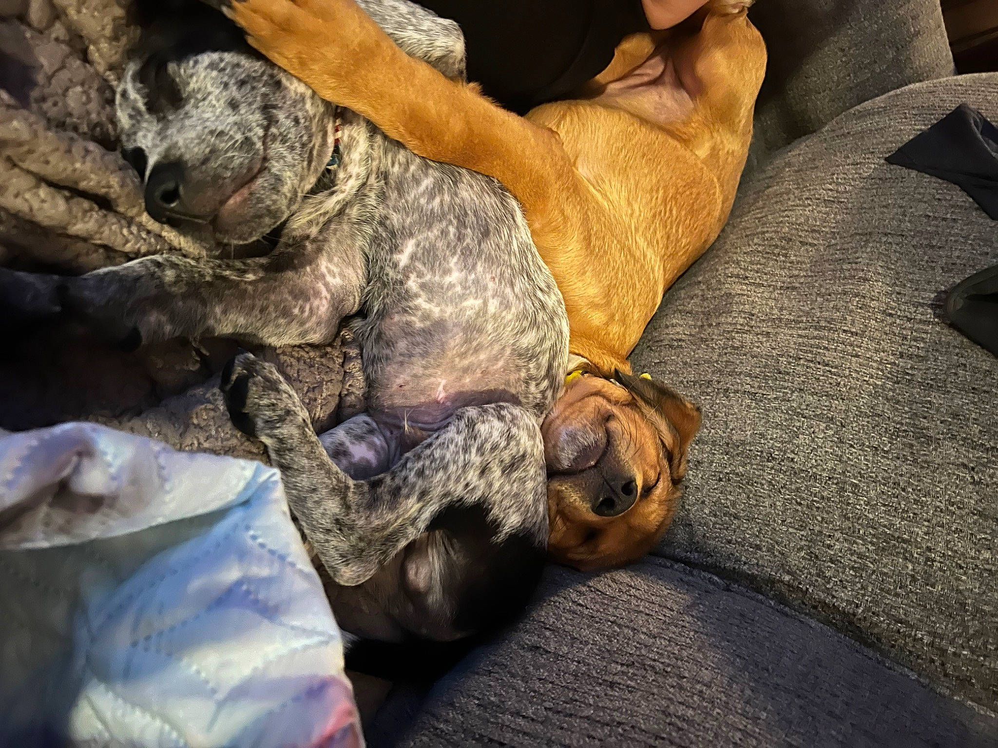 Chloe Shaya joined the competition — help win amazing prizes! army, camouflage, canidae, carnivore, combat_medic, comfort, dog, dog_breed, gesture, human_leg, marines, military, military_camouflage, military_person, non_commissioned_officer, soldier, sporting_group, terrestrial_animal, wildlife, wrinkle