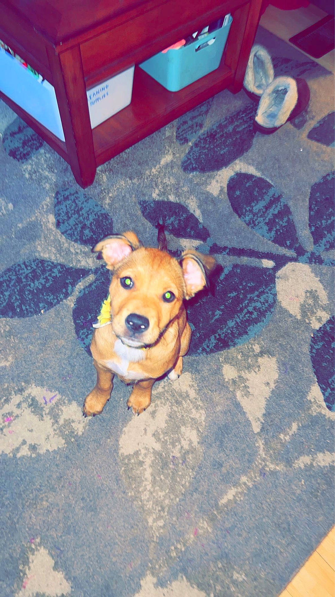 Chloe Shaya is registered to the contest to win money with this photo: canidae, carnivore, companion_dog, concrete, dog, dog_breed, dog_supply, electric_blue, fawn, floor, flooring, non_sporting_group, pet_supply, road_surface, snout, sporting_group, toy, wood, working_animal