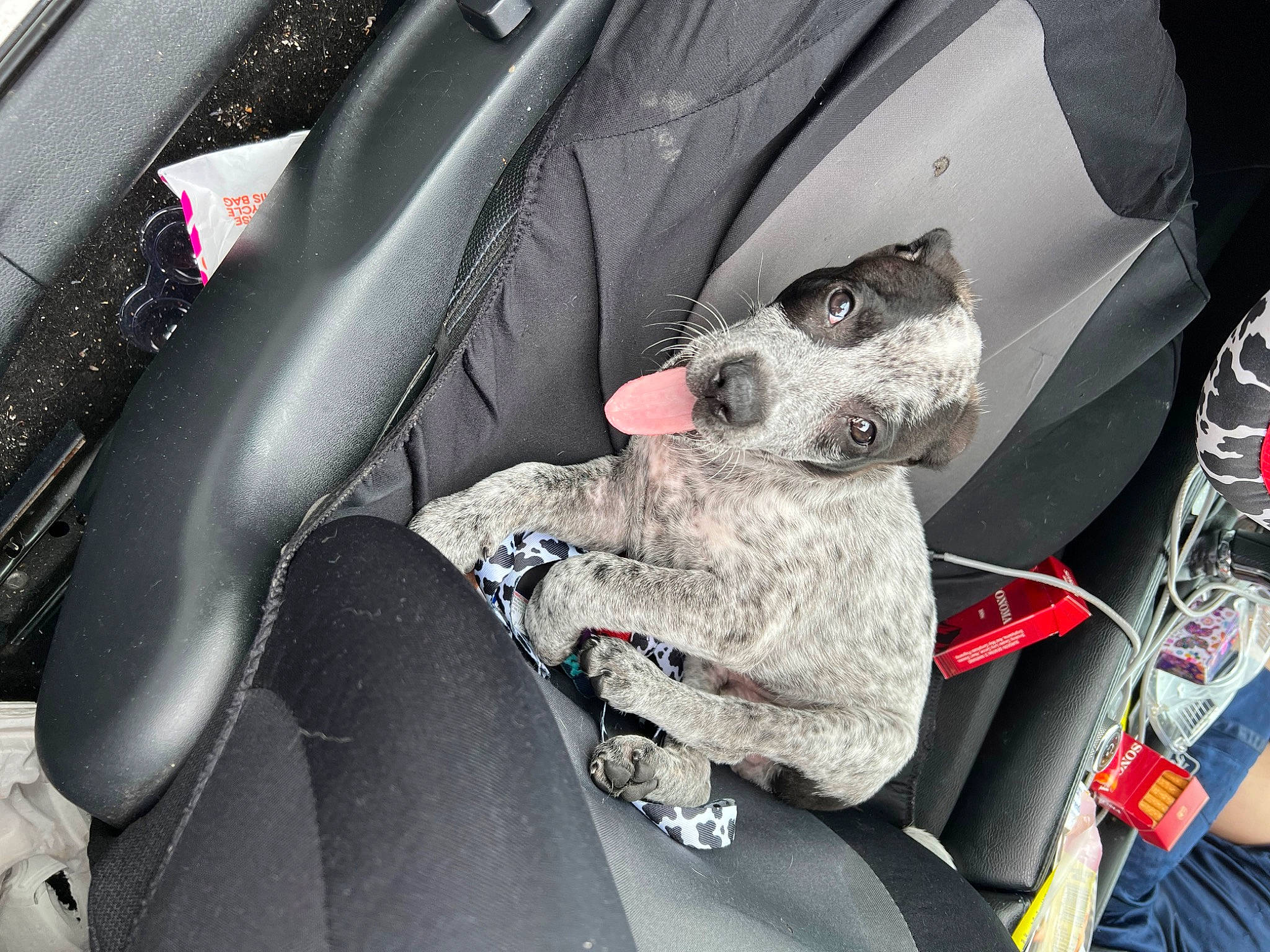 Axel Ray is registered to the contest to win money with this photo: auto_part, automotive_design, automotive_exterior, automotive_tire, automotive_wheel_system, car, car_seat, car_seat_cover, center_console, comfort, dog, head_restraint, human_leg, motor_vehicle, personal_luxury_car, steering_part, steering_wheel, trunk, vehicle, vehicle_door