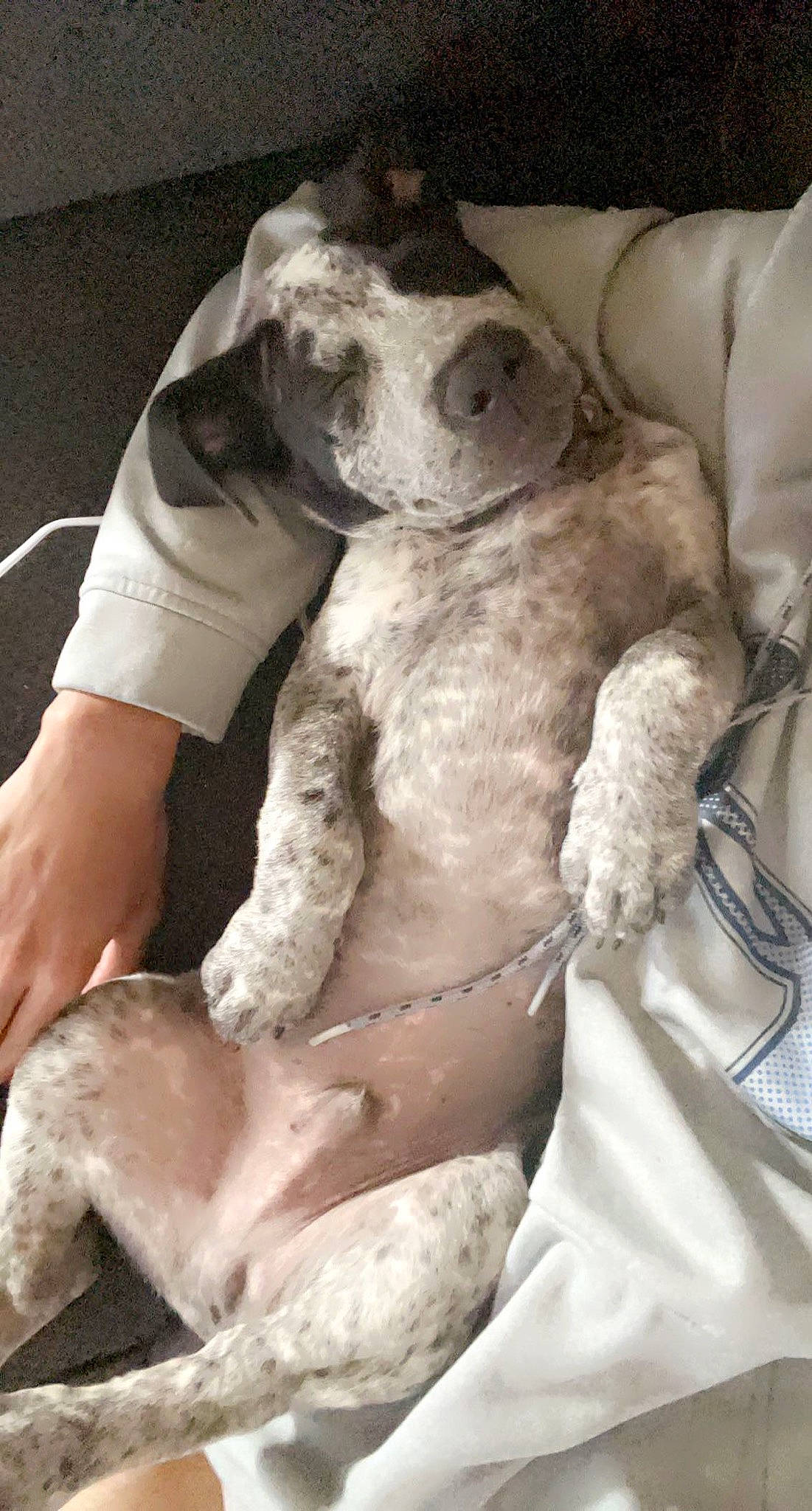 Axel Ray is registered to the contest to win money with this photo: abdomen, carnivore, chest, comfort, companion_dog, dog, dog_breed, dog_collar, fawn, fur, human_leg, knee, navel, sporting_group, thigh, toy_dog, trunk, whiskers, white, working_animal