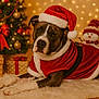 animal, celebration, christmas_tree, costume, cute, decorations, dog, festive, fur_rug, gift_box, holiday, indoor, lights, pet, portrait, red_bow, relaxing, santa_hat, snowman, winter