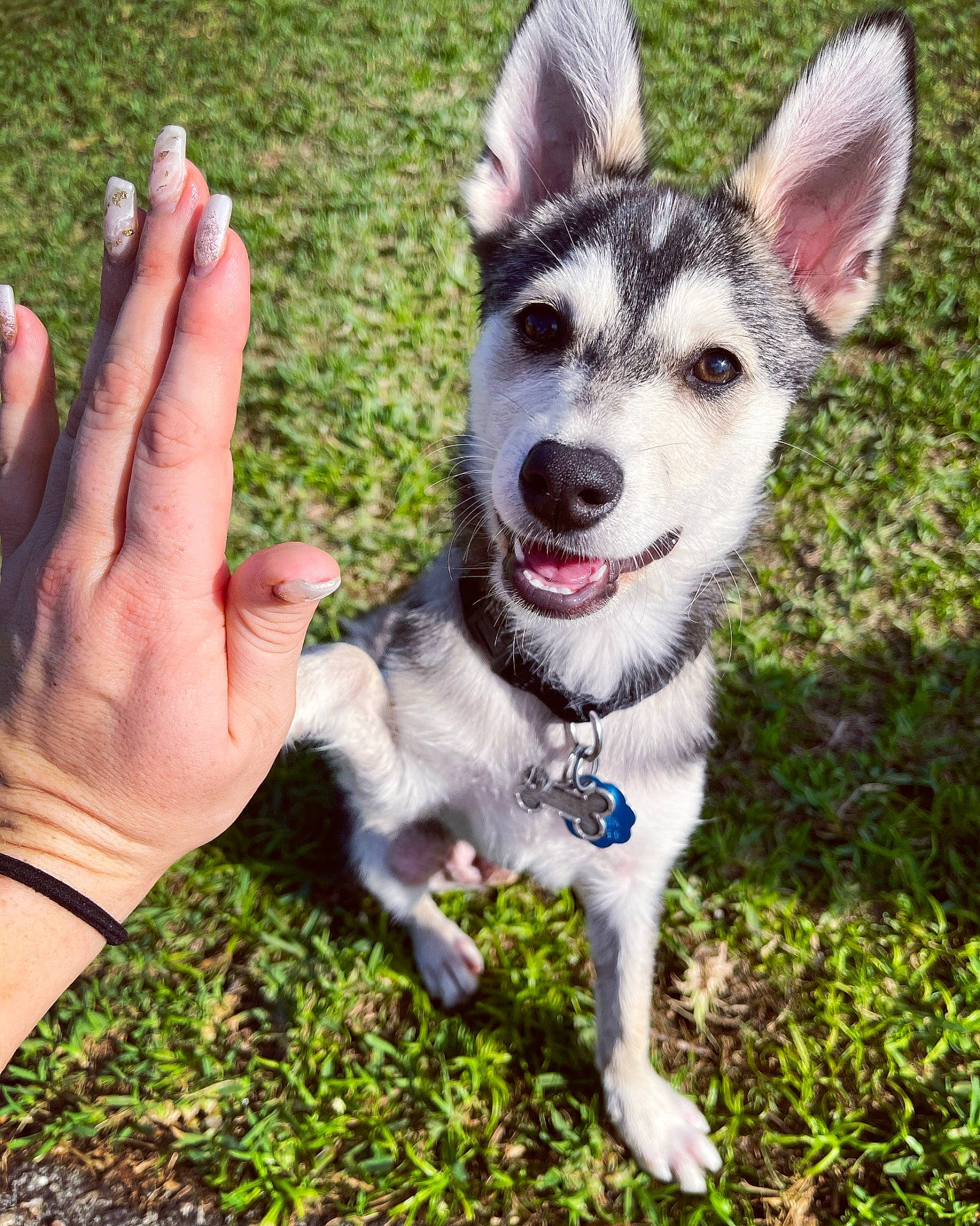 Koda joined the competition — help win amazing prizes! canidae, carnivore, collar, companion_dog, dog, dog_breed, dog_collar, foot, gesture, grass, happy, leash, nail, paw, plant, snout, sporting_group, tail, thumb, working_animal
