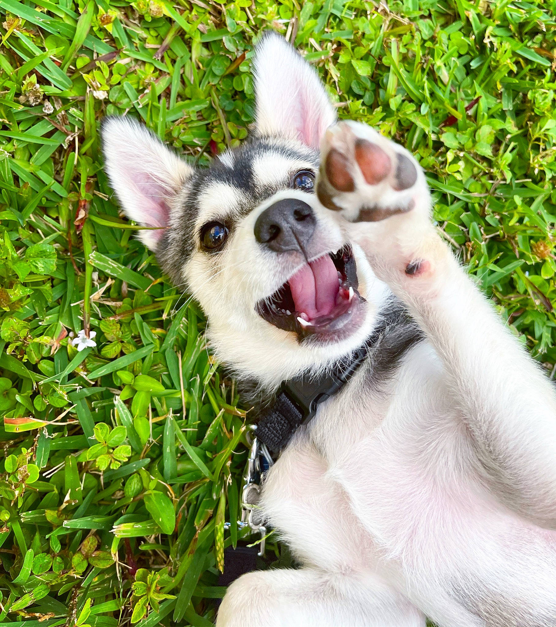 Koda joined the competition — help win amazing prizes! canidae, carnivore, collar, companion_dog, dog, dog_breed, dog_collar, fang, fawn, fur, grass, herbaceous_plant, paw, plant, snout, sporting_group, terrestrial_animal, whiskers, working_animal, working_dog