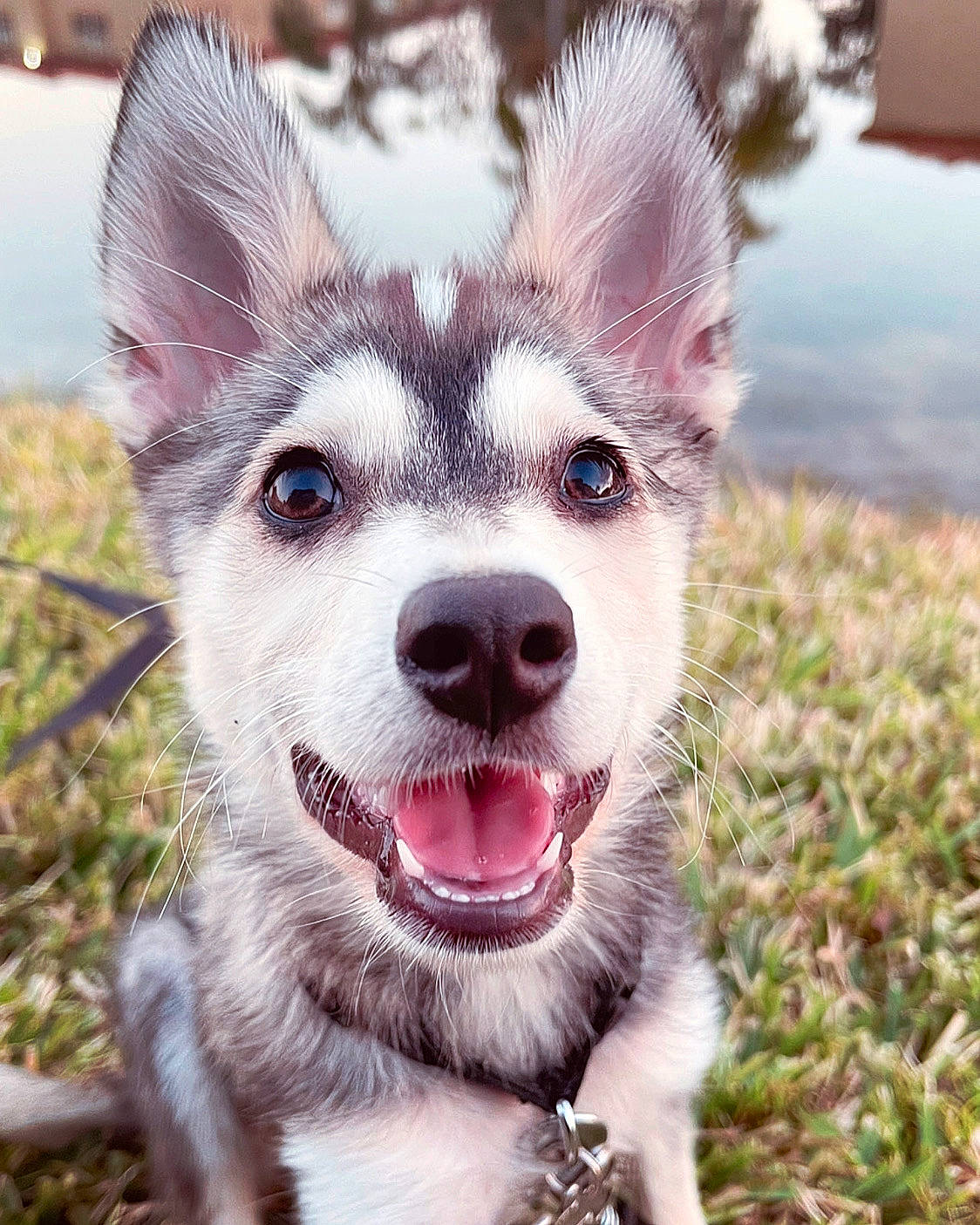 Koda is registered to the contest to win money with this photo: canidae, carnivore, collar, companion_dog, dog, dog_breed, dog_collar, ear, eyelash, fang, fawn, fur, grass, hair, leash, plant, sporting_group, terrestrial_animal, whiskers, working_animal