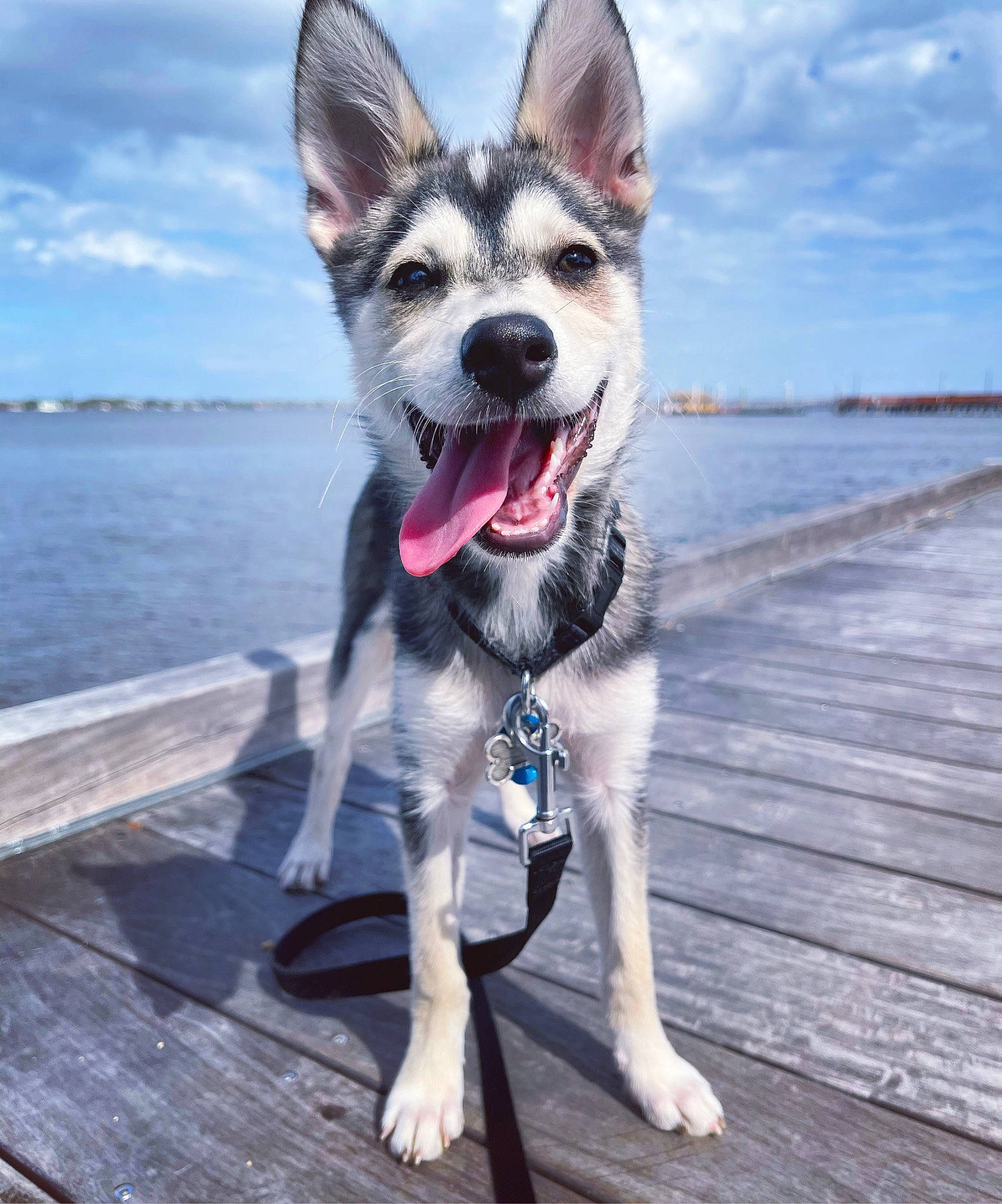 Koda is registered to the contest to win money with this photo: blue, canidae, carnivore, cloud, collar, companion_dog, dog, dog_breed, dog_collar, dog_supply, happy, lake, leash, recreation, sky, snout, sporting_group, water, whiskers, wood