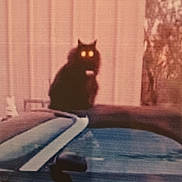 Bingo joined the competition — help win amazing prizes! black_cat, cat, animal, pet, pool, water, outdoor, night, glowing_eyes, blurry, grainy, fence, reflection, dark, shadow, quiet, still, mysterious, vintage, old_photo