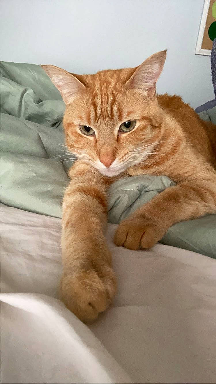 Bug is registered to the contest to win money with this photo: bed, carnivore, cat, claw, comfort, domestic_short_haired_cat, fawn, felidae, flowerpot, fur, houseplant, linens, paw, sitting, small_to_medium_sized_cats, snout, tail, whiskers, window