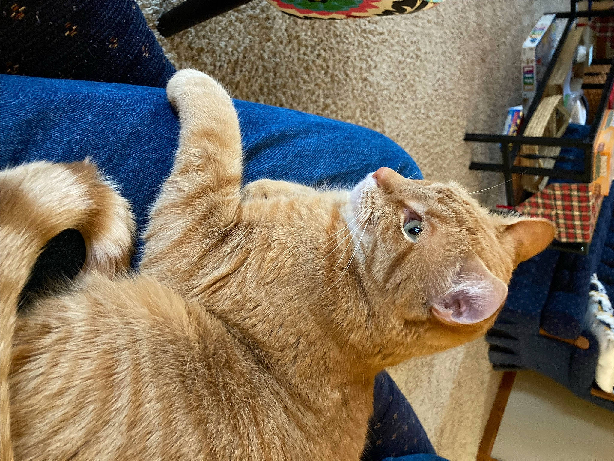 Bug is registered to the contest to win money with this photo: canidae, chair, cow_goat_family, domestic_short_haired_cat, fawn, felidae, fur, goat, goats, hat, livestock, sheep, small_to_medium_sized_cats, snout, terrestrial_animal, whiskers, wood, wool, working_animal