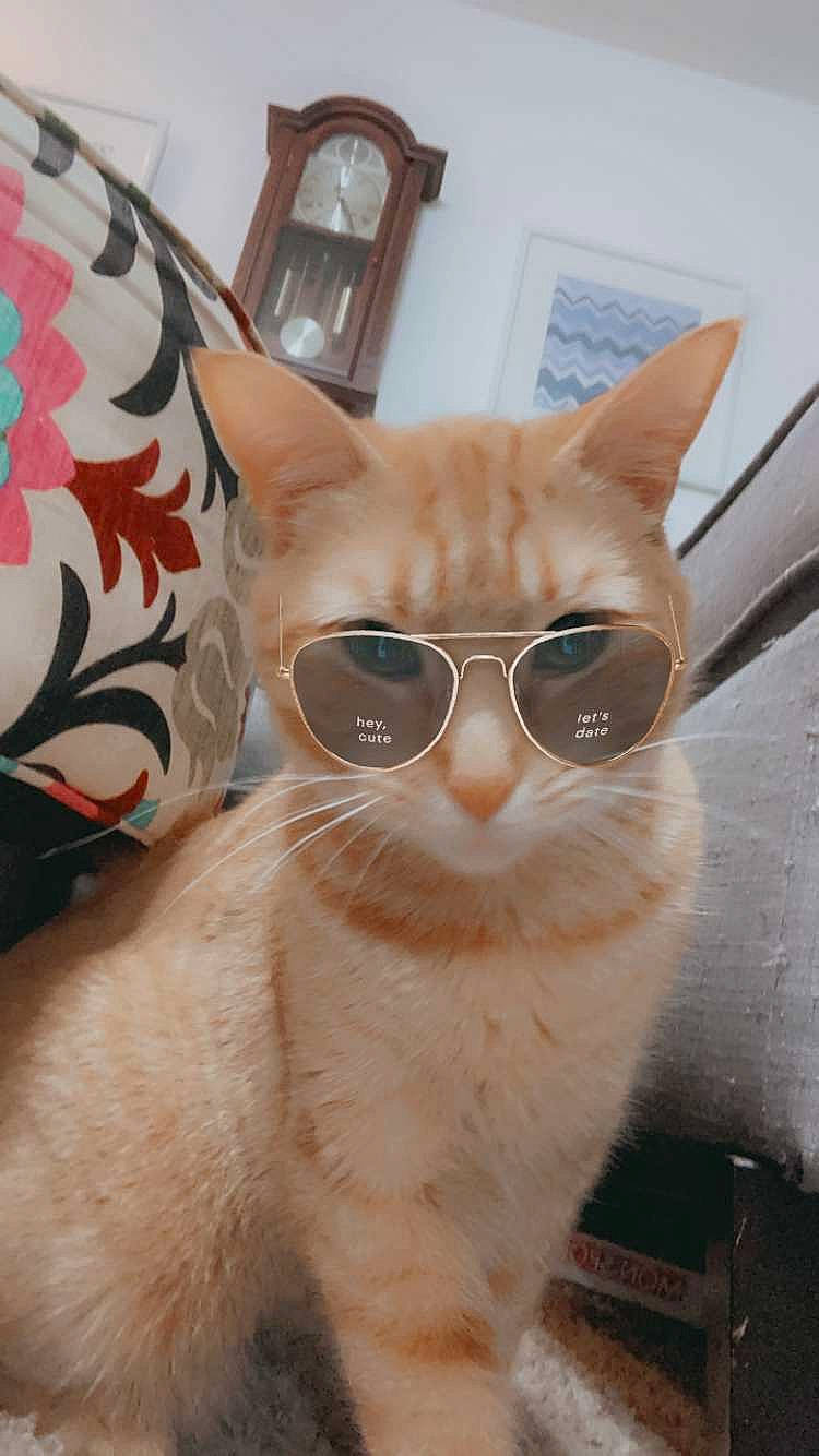 Bug joined the competition — help win amazing prizes! carnivore, cat, domestic_short_haired_cat, eyewear, fawn, felidae, fur, glasses, pet_supply, small_to_medium_sized_cats, snout, sunglasses, tail, terrestrial_animal, vision_care, whiskers, wood