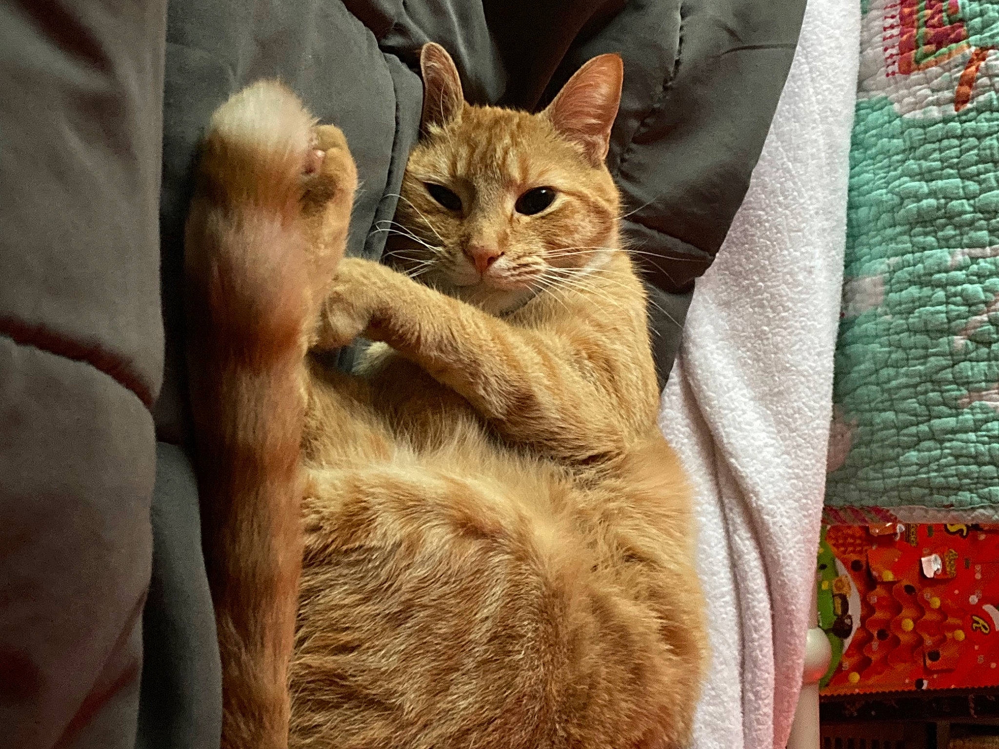 Bug joined the competition — help win amazing prizes! carnivore, cat, claw, domestic_short_haired_cat, fawn, felidae, fur, linens, paw, small_to_medium_sized_cats, snout, tail, terrestrial_animal, textile, whiskers, wildlife, wood, woven_fabric