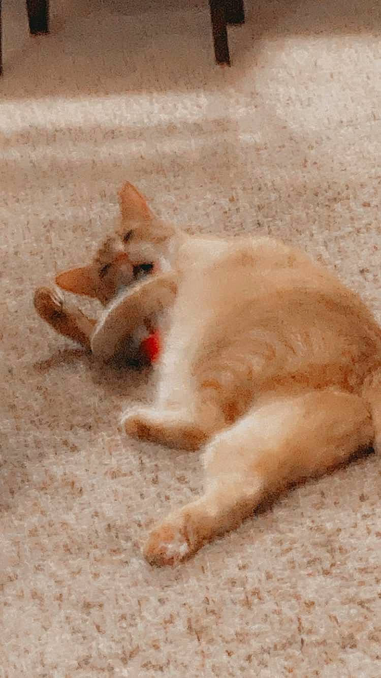 Bug is registered to the contest to win money with this photo: canidae, carnivore, cat, claw, comfort, domestic_short_haired_cat, fang, fawn, felidae, foot, fur, paw, sand, small_to_medium_sized_cats, snout, soil, tail, terrestrial_animal, whiskers, wildlife