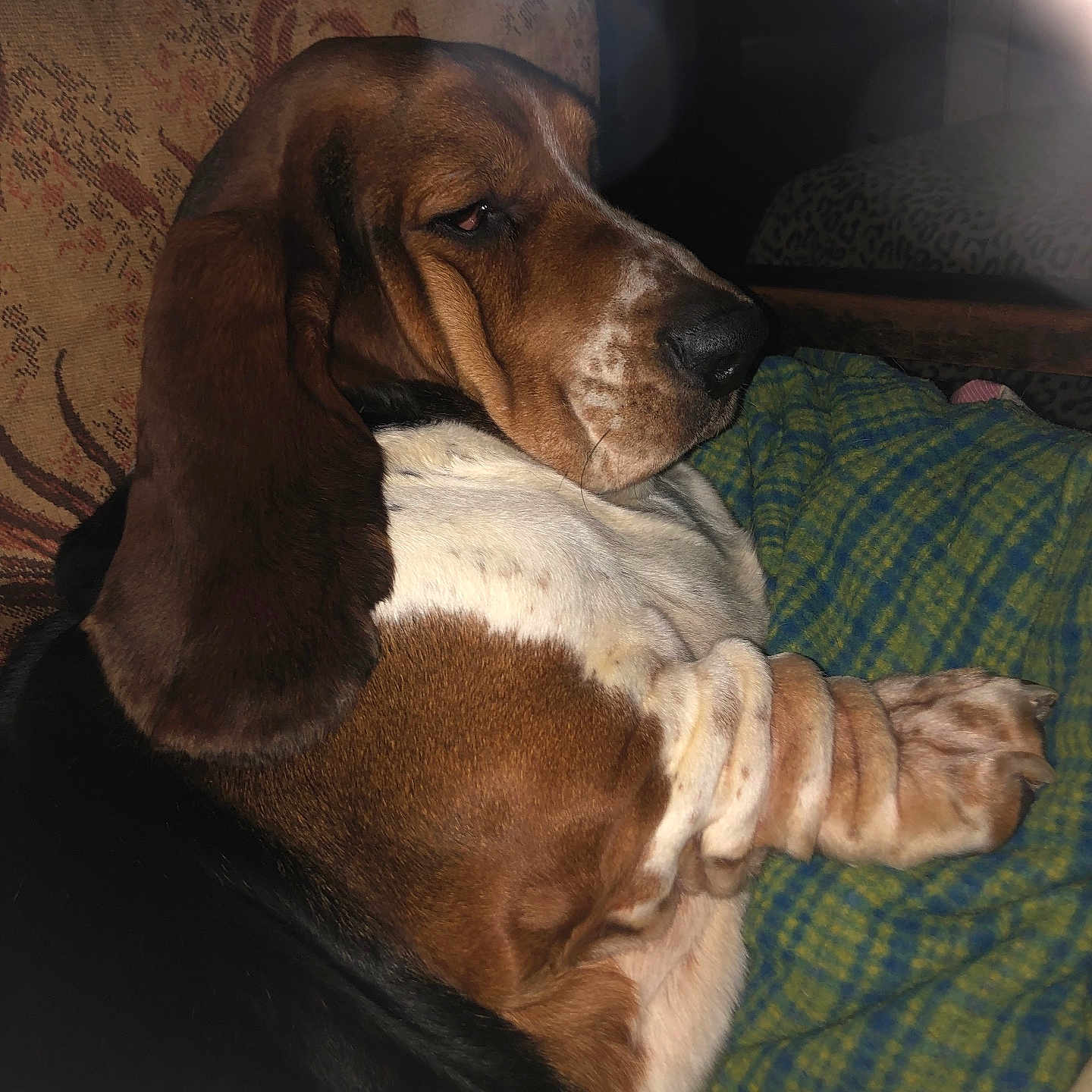 Sherlock a rejoint le concours — aidez-le/la à gagner de superbes lots ! dog, basset_hound, pet, animal, sleepy, ears, fur, blanket, indoor, furniture, chair, resting, cozy, brown, white, black, portrait, closeup, companion, cute