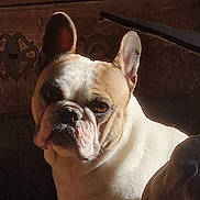 Theia a rejoint le concours — aidez-le/la à gagner de superbes lots ! dog, french_bulldog, pet, portrait, indoor, sunlight, shadow, wrinkled_face, big_ears, muzzle, close_up, white_fur, tan_fur, looking_at_camera, grumpy_expression, seated, wooden_background, companion, partial_face, home_interior