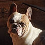 dog, french_bulldog, pet, portrait, indoor, sunlight, shadow, wrinkled_face, big_ears, muzzle, close_up, white_fur, tan_fur, looking_at_camera, grumpy_expression, seated, wooden_background, companion, partial_face, home_interior