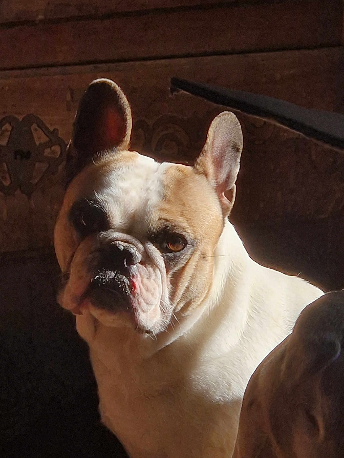 Theia a rejoint le concours — aidez-le/la à gagner de superbes lots ! dog, french_bulldog, pet, portrait, indoor, sunlight, shadow, wrinkled_face, big_ears, muzzle, close_up, white_fur, tan_fur, looking_at_camera, grumpy_expression, seated, wooden_background, companion, partial_face, home_interior