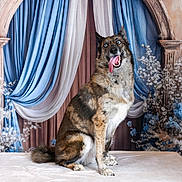 Mochi a rejoint le concours — aidez-le/la à gagner de superbes lots ! animal, arched_structure, blue_eyes, brown_fur, canine, decorative_flowers, dog, draped_curtains, floral_background, friendly, indoor, pet, photography, playful, portrait, sitting, studio_photo, table, tongue_out, white_fur