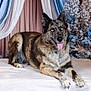 Mochi a rejoint le concours — aidez-le/la à gagner de superbes lots ! dog, blue_eyes, lying_down, tongue_out, fur, pet, indoor, table, decor, curtains, flowers, brown, blue, white, portrait, animal, canine, domestic_animal, relaxed, close_up