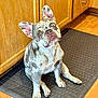 Paris joined the competition — help win amazing prizes! dog, french_bulldog, merle_coat, pet, indoor, kitchen, floor_mat, wood_floor, wooden_cabinets, sitting, head_tilt, curious, canine, domestic_animal, companion, cute, animal, four_legs, ears_up, looking_up