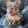 dog, french_bulldog, car, seat, pet, animal, tongue_out, ears_up, heterochromia, merle_coat, happy, cute, companion, indoor, vehicle_interior, leather_seat, window, sunlight, sitting, closeup