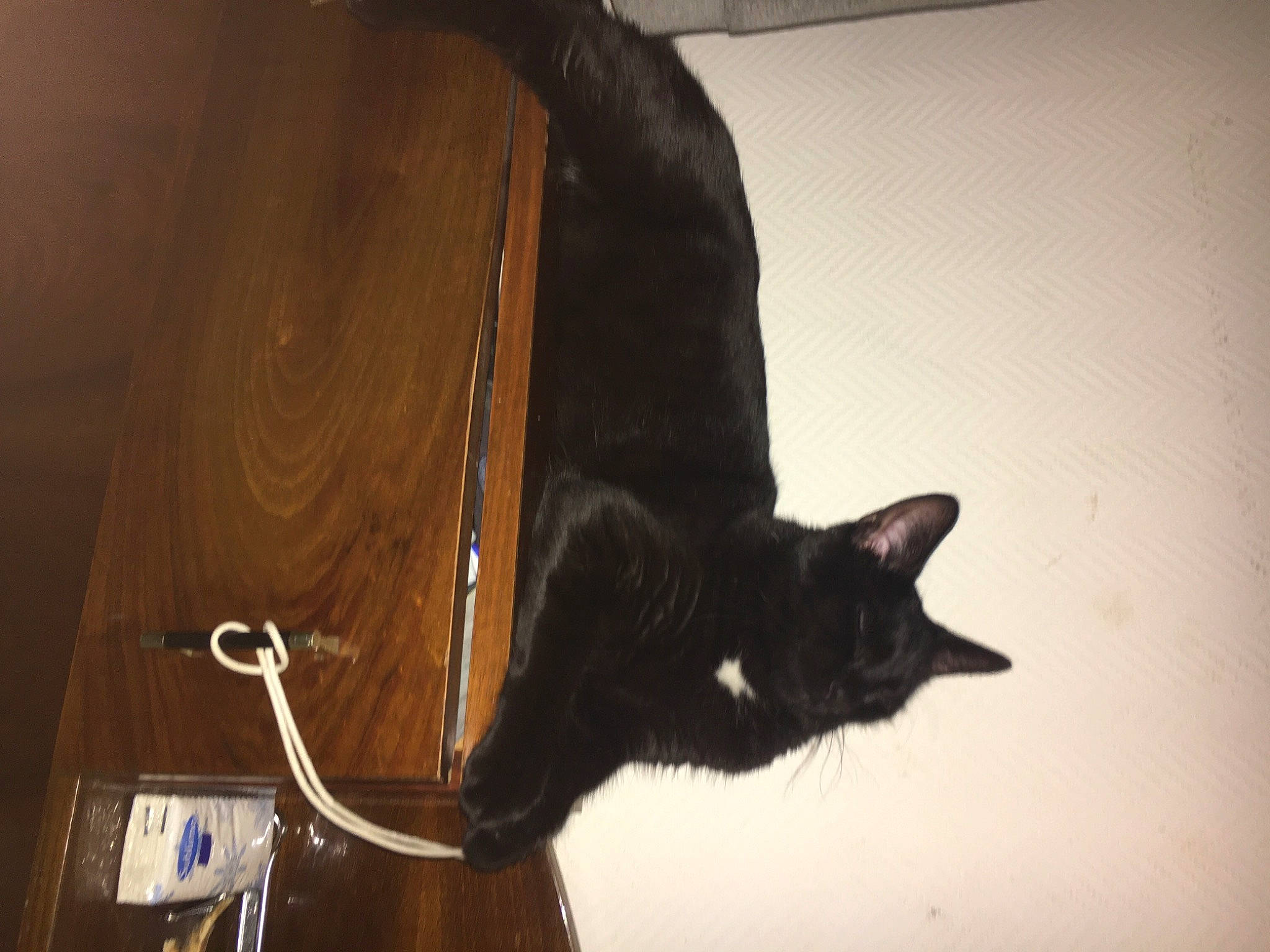 Crocus participe au concours pour gagner de l'argent avec cette photo : black_cat, carnivore, cat, comfort, darkness, domestic_short_haired_cat, ear, felidae, flooring, fur, hardwood, leather, room, shadow, small_to_medium_sized_cats, tail, tree, whiskers, window, wood