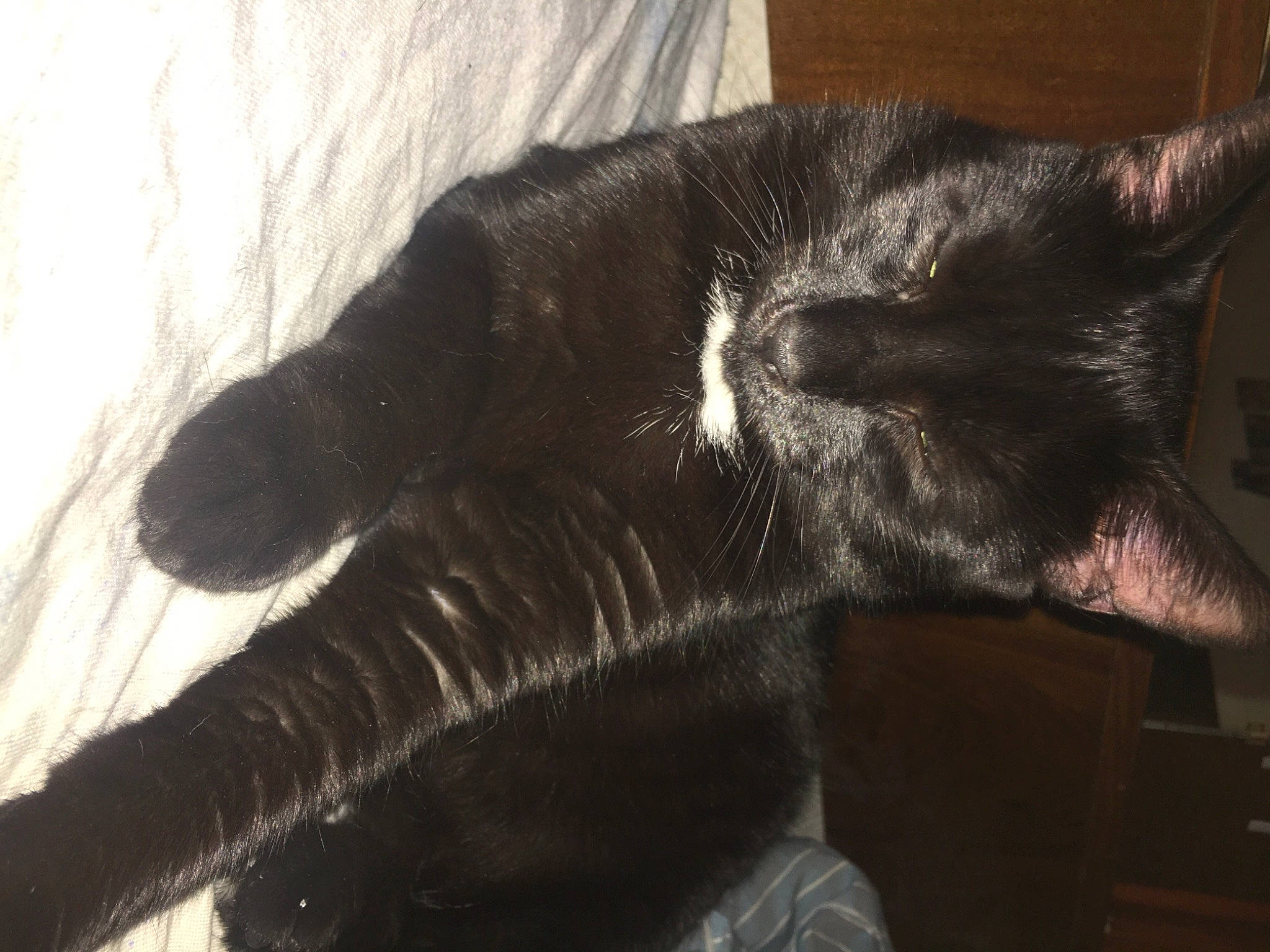 Crocus participe au concours pour gagner de l'argent avec cette photo : black_cat, bombay, canidae, carnivore, cat, claw, comfort, dog_breed, domestic_short_haired_cat, ear, felidae, fur, nap, paw, small_to_medium_sized_cats, snout, tail, terrestrial_animal, whiskers