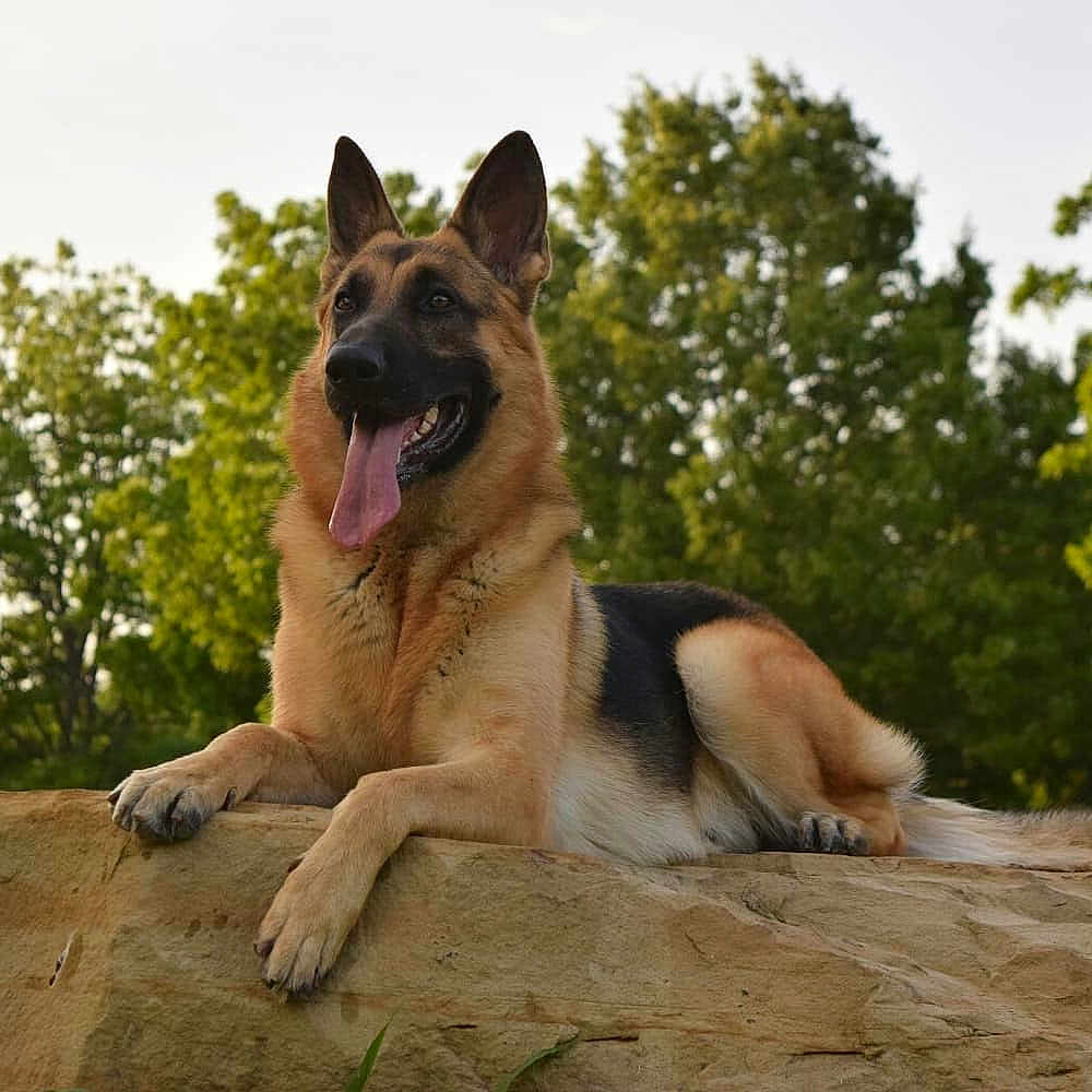 Sig joined the competition — help win amazing prizes! animal, canine, dog, germanshepherd, pet, policedog, puppy