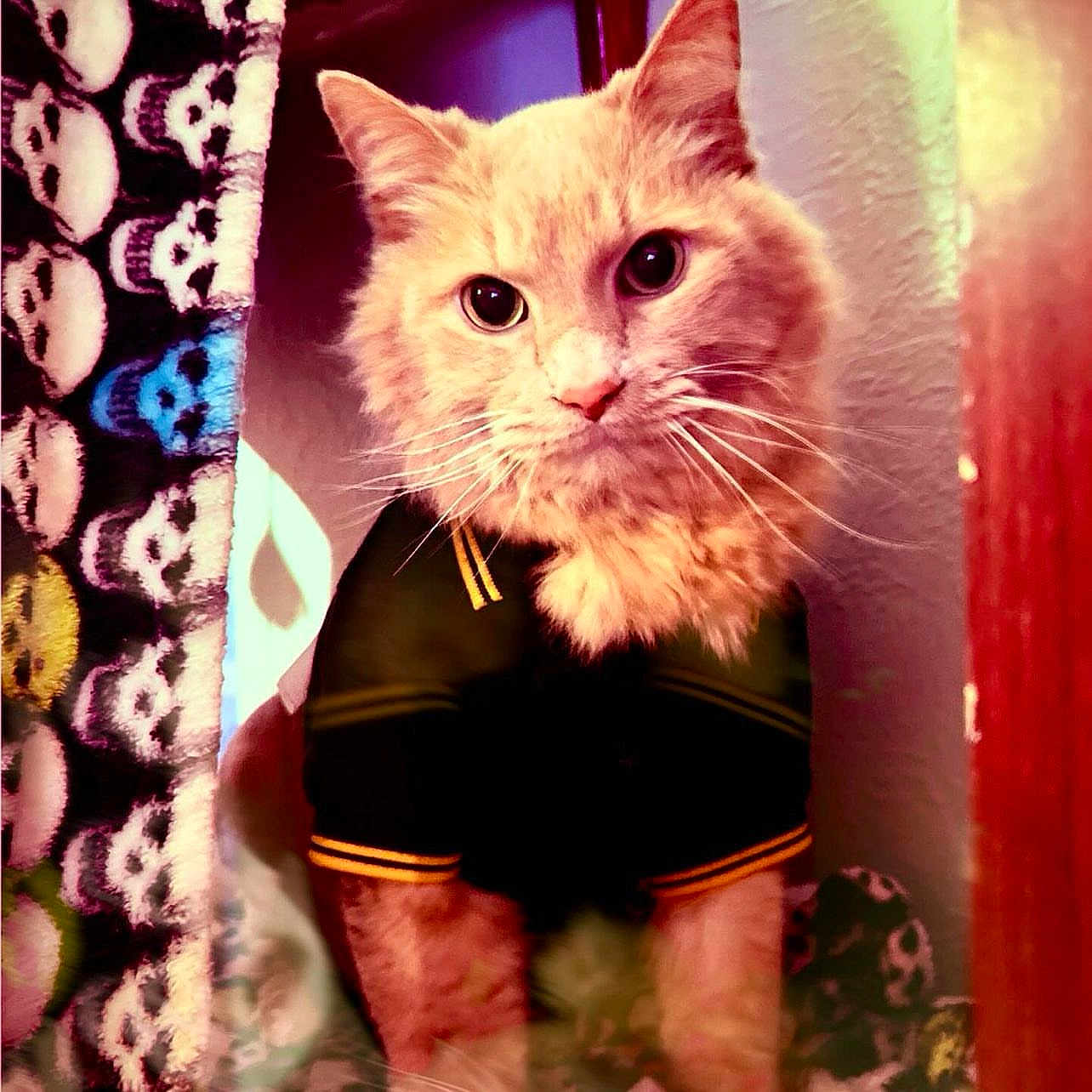 Mr. Man joined the competition — help win amazing prizes! abyssinian, angora, animal, architecture, building, cat, clothing, face, head, indoors, kitten, manx, outdoors, person, pet, photography, portrait, shelter, shorts, siamese