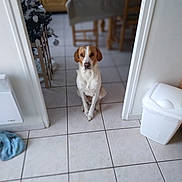 Ucky a rejoint le concours — aidez-le/la à gagner de superbes lots ! animal, brown_and_white, calm, christmas_tree, dog, domestic, doorway, flooring, furniture, home, indoor, kitchen, looking, pet, quiet, table, tile_floor, trash_bin, waiting, wooden_chair