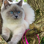 Dakota participe au concours pour gagner de l'argent avec cette photo : cat, blue_eyes, fluffy, tree, branch, pink_leash, outdoor, nature, animal, fur, pet, closeup, whiskers, paws, cute, alert, mammal, daylight, greenery, wood