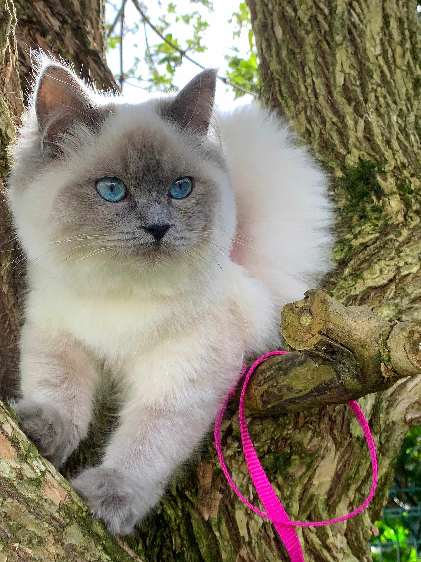 Dakota participe au concours pour gagner de l'argent avec cette photo : cat, blue_eyes, fluffy, tree, branch, pink_leash, outdoor, nature, animal, fur, pet, closeup, whiskers, paws, cute, alert, mammal, daylight, greenery, wood