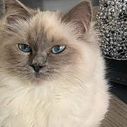 Dakota a rejoint le concours — aidez-le/la à gagner de superbes lots ! animal, blue_eyes, cat, close_up, curious, decor, domestic_cat, ears, face, feline, floor, fluffy, fur, home, indoor, muzzle, pet, portrait, sparkly, whiskers