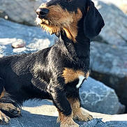 Scooby Doo participe au concours pour gagner de l'argent avec cette photo : dog, dachshund, black_and_tan, pet, animal, outdoor, rock, sunlight, fur, mammal, canine, portrait, sitting, alert, nature, daylight, closeup, paw, snout, ears