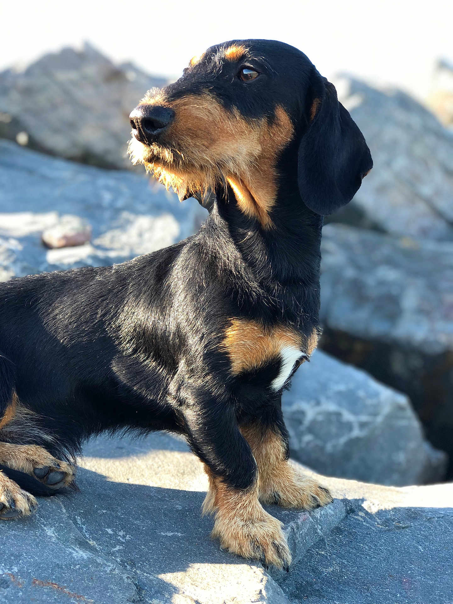 Scooby Doo participe au concours pour gagner de l'argent avec cette photo : dog, dachshund, black_and_tan, pet, animal, outdoor, rock, sunlight, fur, mammal, canine, portrait, sitting, alert, nature, daylight, closeup, paw, snout, ears