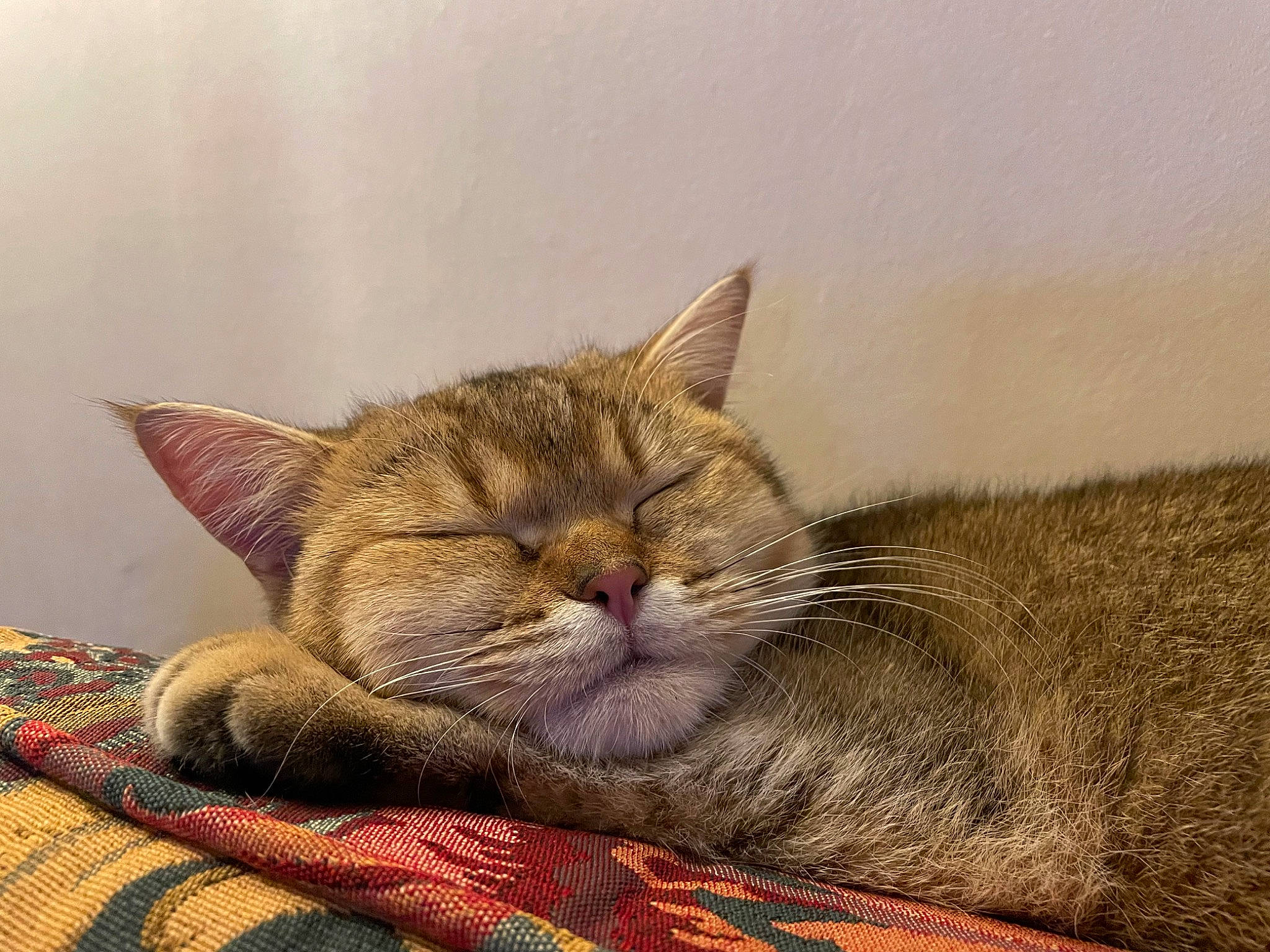 Suzette a rejoint le concours — aidez-le/la à gagner de superbes lots ! carnivore, cat, cat_supply, claw, comfort, domestic_short_haired_cat, fawn, felidae, fur, linens, nap, paw, sitting, sleep, small_to_medium_sized_cats, snout, tail, terrestrial_animal, whiskers, woven_fabric