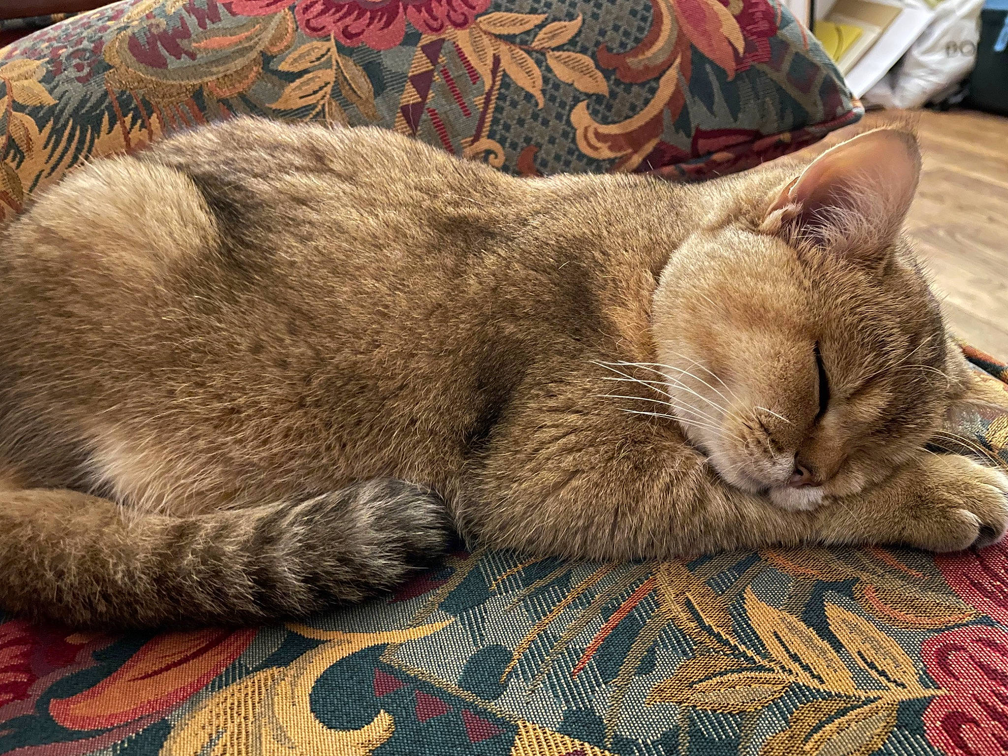 Suzette a rejoint le concours — aidez-le/la à gagner de superbes lots ! carnivore, cat, cat_supply, claw, comfort, domestic_short_haired_cat, felidae, fur, grey, linens, nap, paw, sleep, small_to_medium_sized_cats, snout, terrestrial_animal, whiskers