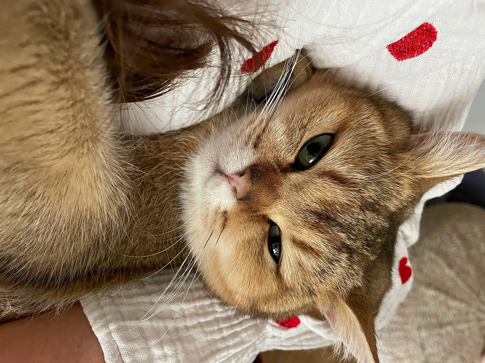 Suzette participe au concours pour gagner de l'argent avec cette photo : carnivore, cat, claw, domestic_short_haired_cat, ear, fawn, felidae, fur, paw, small_to_medium_sized_cats, snout, tail, terrestrial_animal, whiskers