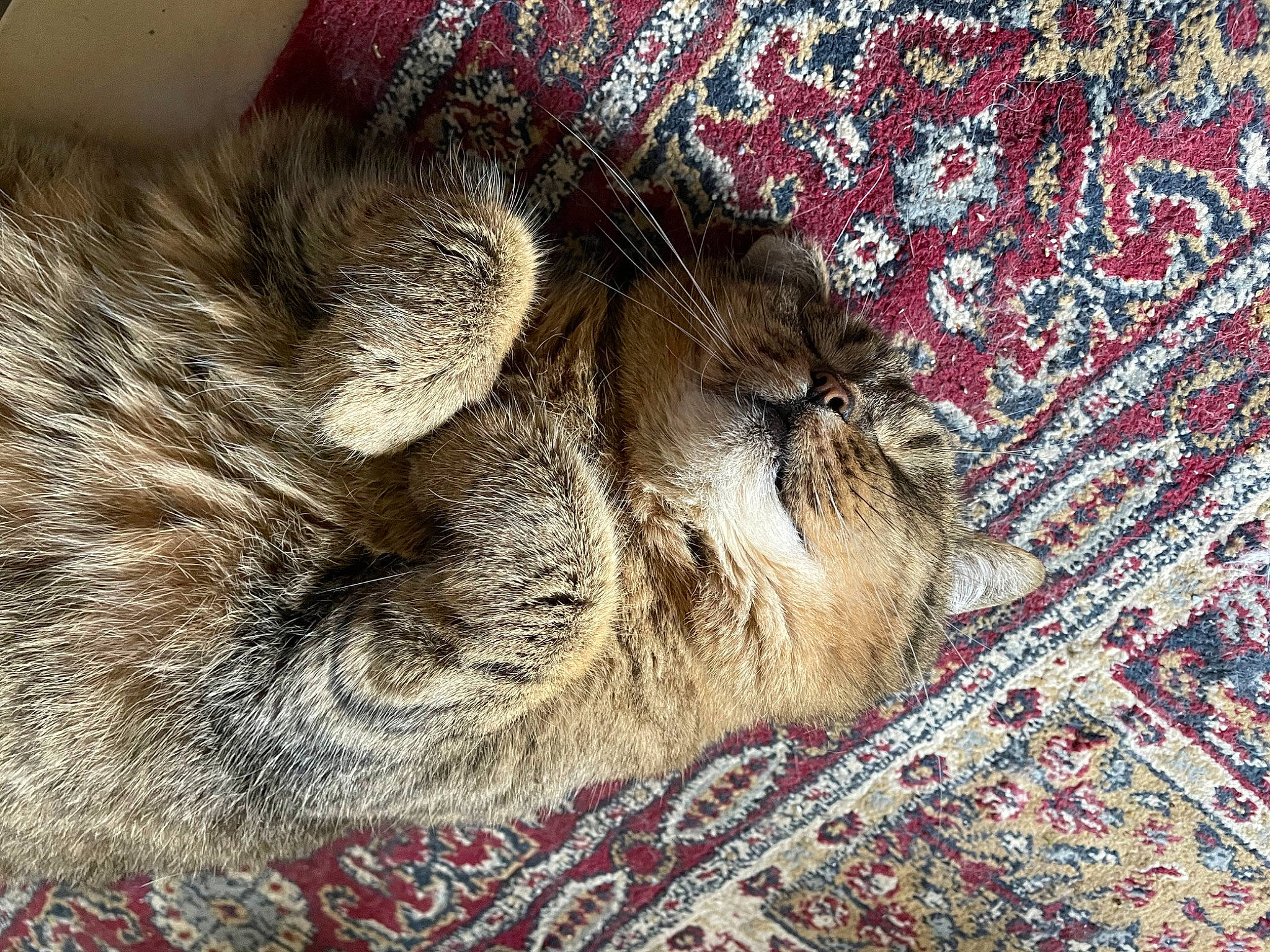 Popote a rejoint le concours — aidez-le/la à gagner de superbes lots ! carnivore, cat, claw, comfort, domestic_short_haired_cat, fawn, felidae, fur, linens, nap, pattern, paw, small_to_medium_sized_cats, snout, tail, terrestrial_animal, whiskers, wildlife, wood, woven_fabric