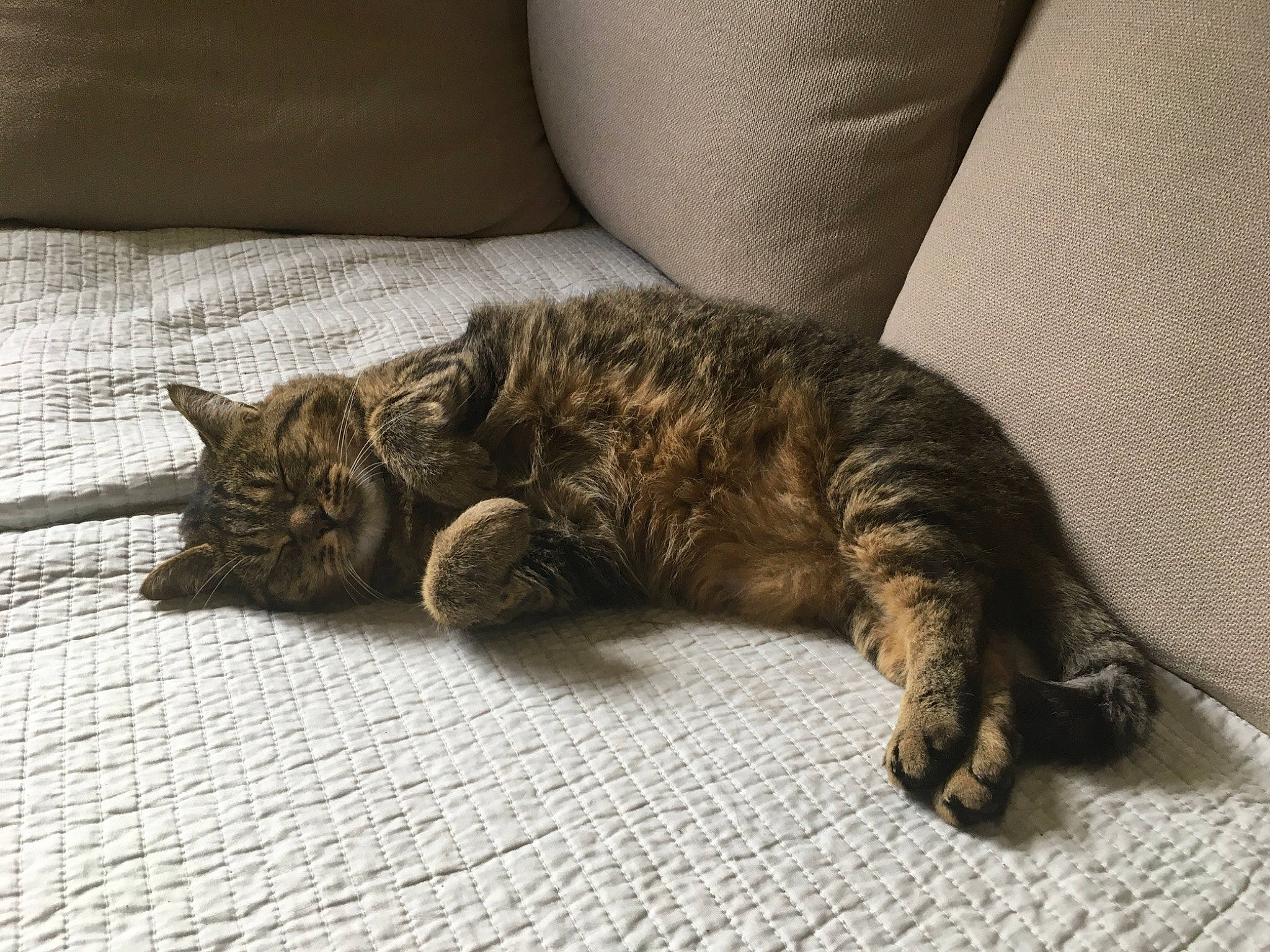 Popote a rejoint le concours — aidez-le/la à gagner de superbes lots ! carnivore, cat, claw, comfort, domestic_short_haired_cat, felidae, flooring, fur, nap, paw, sleep, small_to_medium_sized_cats, snout, tail, terrestrial_animal, whiskers, wood